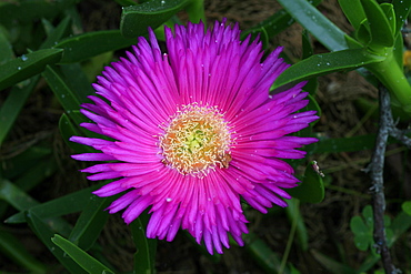 Carpobrotus acinaciformis, Hottentot fig, fico degli Ottentotti