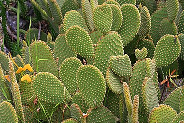 Opuntia microdasys var. rufida, cactus