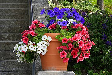 Vase with petunias