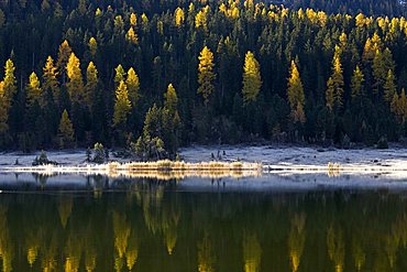 Little lake and pine forest near St. Moritz, Engadina, Switzerland