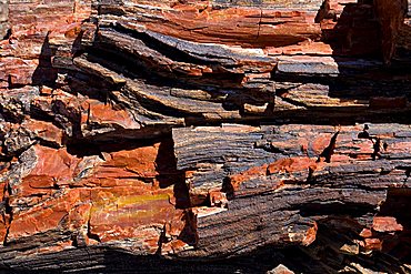 Petrified wood, Arizona, United States of America, North America 