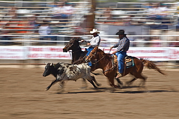 Rodeo, Buckeye, Maricopa County, Arizona, United States of America, North America 