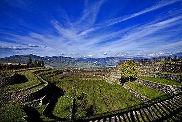 Typical Etna's vineyard, Catania, Sicily, Italy, Europe 