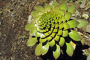 Aeonium (Crassulaceae), Teno mountains, Tenerife, Canary Islands, Spain, Europe