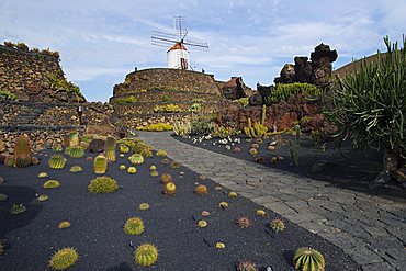 Euphorbia barnardii, Cactus garden desgned by Cesar Manrique, Guatiza, Lanzarote, Canary Islands, Spain