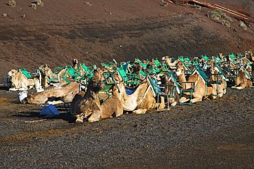 Camel caravan waiting for tourists in Timanfaya National Park, UNESCO biospherical Reserve, Lanzarote, Canary Islands, Spain