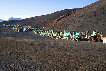 Camel caravan waiting for tourists in Timanfaya National Park, UNESCO biospherical Reserve, Lanzarote, Canary Islands, Spain