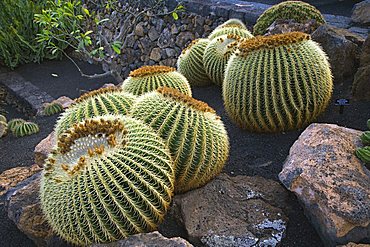 Cactus garden designed by Cesar Manrique, Guatiza, Lanzarote, Canary Islands, Spain