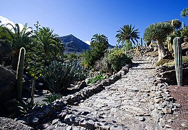 Cactualdea the biggest Cactuspark in Europe, San Nicolas de Tolentino, Gran Canaria, Canary Islands, Spain, Europe