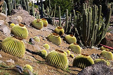 Cactualdea the biggest Cactuspark in Europe, San Nicolas de Tolentino, Gran Canaria, Canary Islands, Spain, Europe