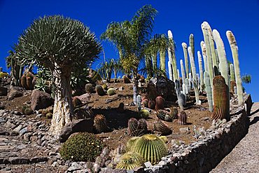 Cactualdea the biggest Cactuspark in Europe, San Nicolas de Tolentino, Gran Canaria, Canary Islands, Spain, Europe