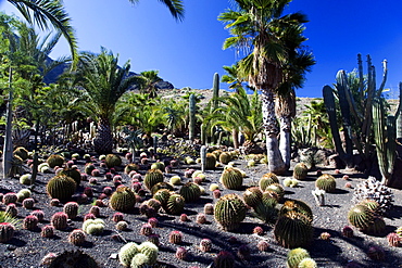 Cactualdea the biggest Cactuspark in Europe, San Nicolas de Tolentino, Gran Canaria, Canary Islands, Spain, Europe