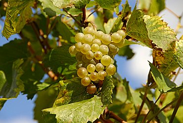 Grape, Italy