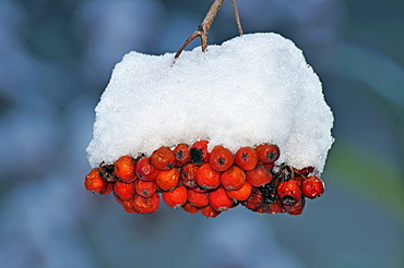 Ripe fruit, Sorbus aucuparia, Italy