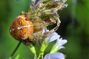 Araneus diadematus, European garden spider