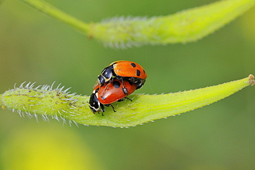 Hippodamia variegata, Variegated Lady Beetle