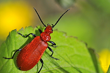 Pyrochroa serraticornis, Cardinal beetle