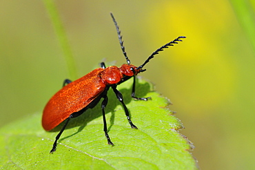 Pyrochroa serraticornis, Cardinal beetle