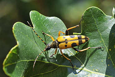 Strangalia maculata