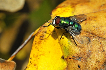 Lucilia sericata, Common green bottle fly