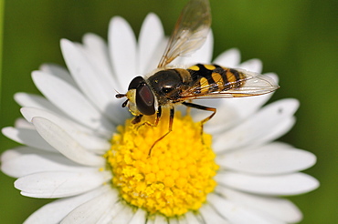 Eupeodes latifasciatus