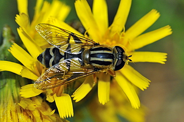 Helophilus trivittatus female