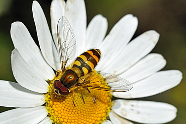 Syrphus vitripennis