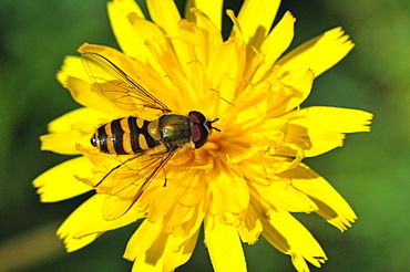 Syrphus vitripennis