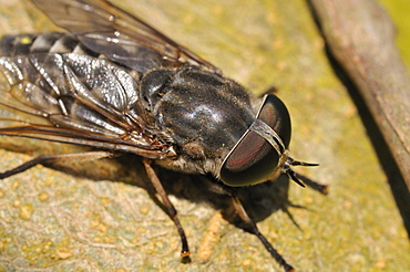 Tabanus autumnalis, large marsh horsefly