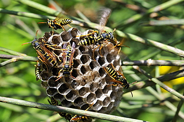 Polistes dominula, Paper wasp