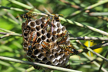 Polistes dominula, Paper wasp