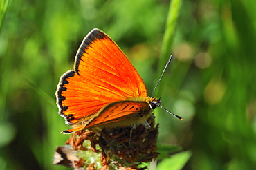 Heodes virgaureae, Scarce copper male