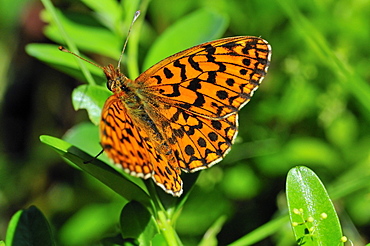 Clossiana sp, Boloria