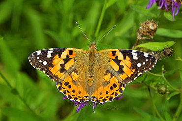 Cynthia cardui, Painted Lady