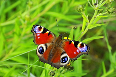 Inachis io, European Peacock