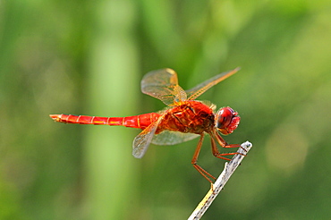 Crocothemis erythraea, Scarlet Dragonfly male