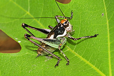 Metrioptera sp