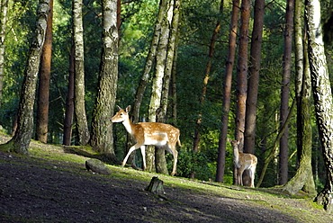 Cervus dama, Fallow Deer