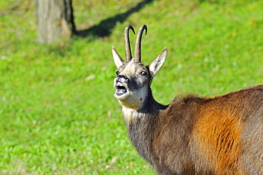 Rupicapra rupicapra, Chamois