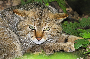 Felis silvestris, Wildcat