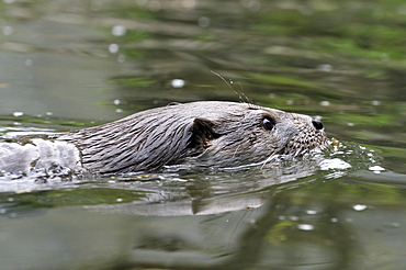 Lutra lutra, European Otter