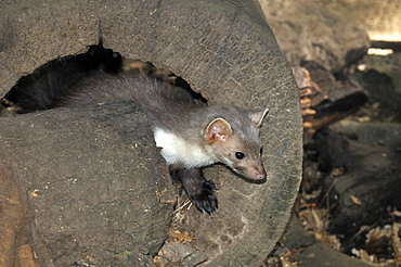 Martes foina, Beech Marten