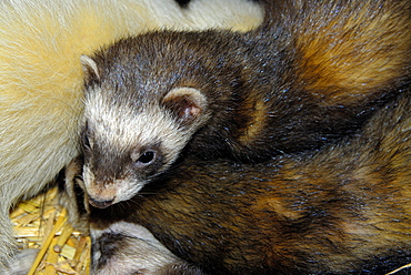 Mustela putorius, European Polecat