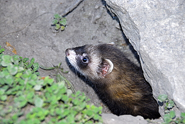 Mustela putorius, European Polecat