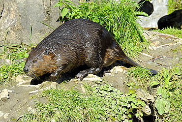 Castor fiber, European Beaver