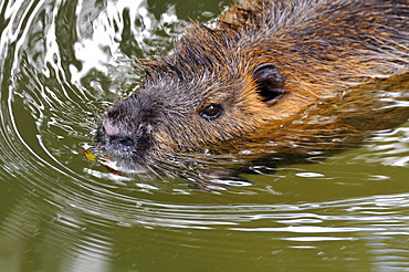 Myocastor coypus, Coypu or Nutria