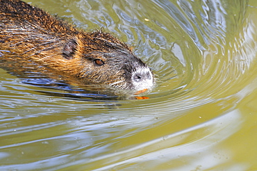 Myocastor coypus, Coypu or Nutria