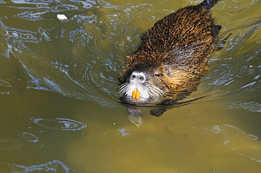 Myocastor coypus, Coypu or Nutria