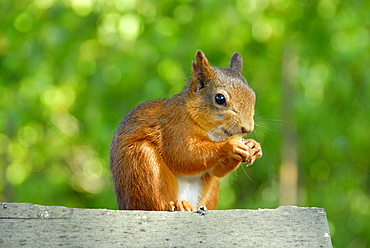 Scoiattolo rosso - Sciurus vulgaris