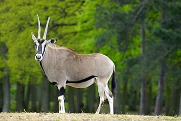 Oryx beisa, East African Oryx